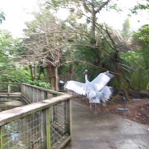 Wings of Asia Sarus Cranes Dancing on Path