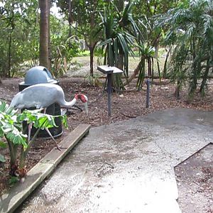 Wings of Asia Sarus Crane Back on Path