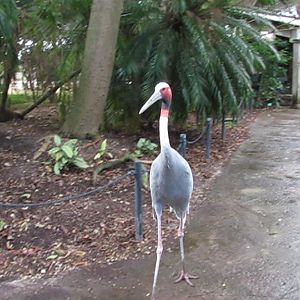Wings of Asia Sarus Crane Walks Straight Towards Me!