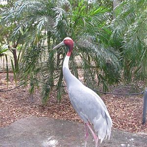Wings of Asia Sarus Crane Side View