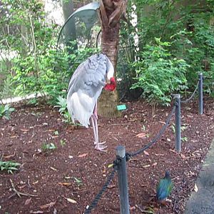Wings of Asia Sarus Crane Preening
