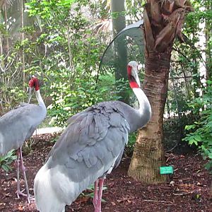 Wings of Asia Sarus Crane Staring Me Down