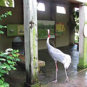 Wings of Asia Sarus Crane Hanging Out at Wetlands Observation Station