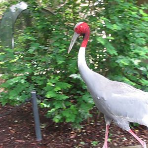 Wings of Asia Sarus Crane Passing By