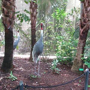 Wings of Asia Sarus Cranes on the Breakfast Lookout
