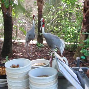 Wings of Asia Sarus Cranes Getting Ready for Breakfast