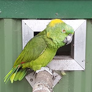 Yellow-naped amazon