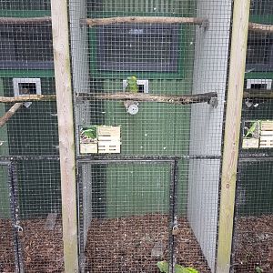 Aviary Yellow-naped amazon