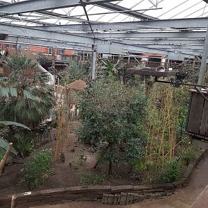 View into Bamboo Jungle