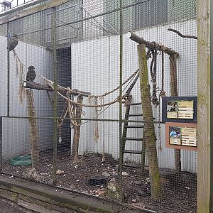 Aviary Kea