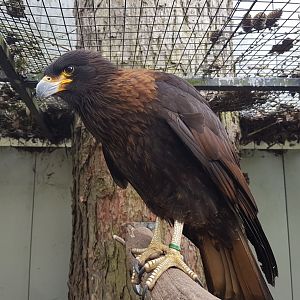 Striated caracara