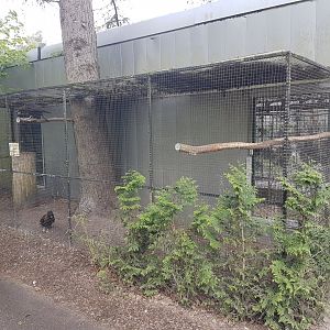 Aviary Striated caracara