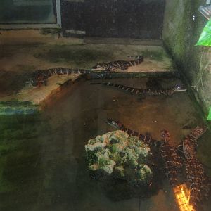 Reserve Africaine de Sigean - Alligator exhibit