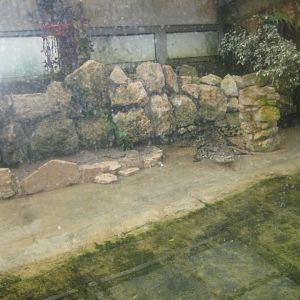 Reserve Africaine de Sigean - Nile crocodile exhibit