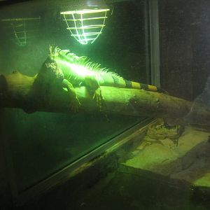 Reserve Africaine de Sigean - Iguana exhibit