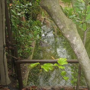 Reserve Africaine de Sigean - Alligator pond