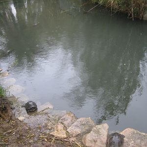 Reserve Africaine de Sigean - Mixed turtle exhibit