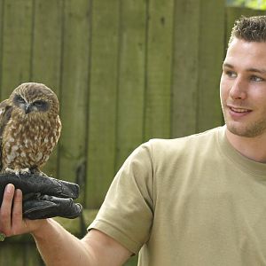 Keeper talk with boobook owl