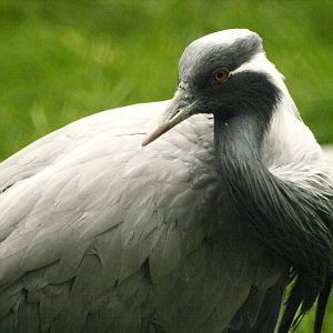 Demoiselle crane
