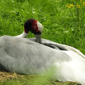 Sarus crane