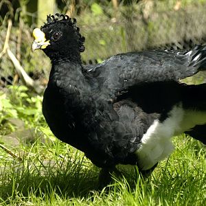 Great curassow