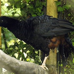 Crestless curassow