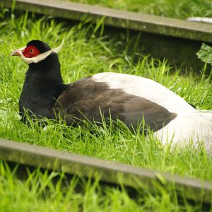 Brown eared-pheasant