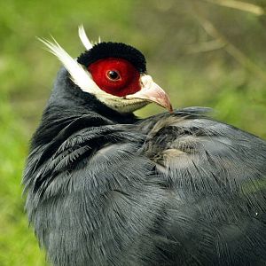 Blue eared-pheasant