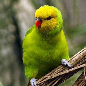 Olive-headed lorikeet