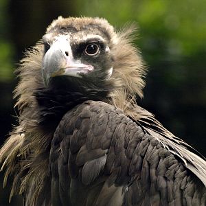 European black vulture