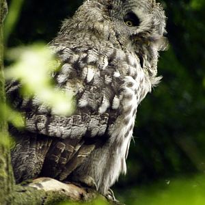 Great grey owl