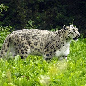 Snow leopard