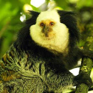 Geoffroy's marmoset