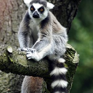 Ringtailed lemur