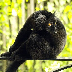 Black lemur