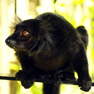 Black lemur