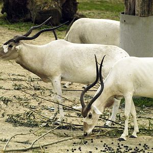 Addax