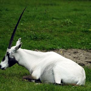 Arabian oryx