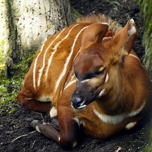 Juvenile bongo