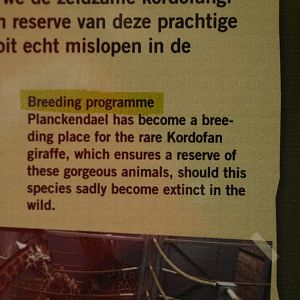 Kordofan giraffe information