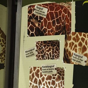 Kordofan giraffe information