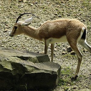 Slender-horned gazelle
