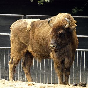 European bison