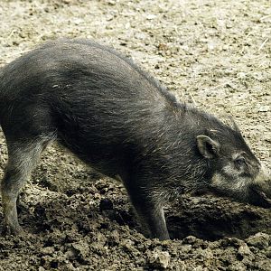 Visayan warty pig