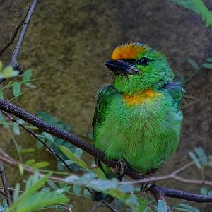 Flame-fronted barbet,  Megalaima armillaris (08/2016)