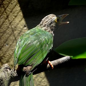Lineated barbet, Megalaima lineata (08/2016)