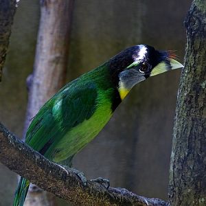 Fire-tufted barbet (08/2016)