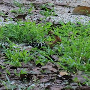 Hoopoe - Bang Pra Non-hunting Area
