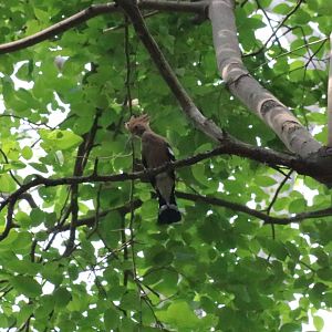 Hoopoe - Bang Pra Non-hunting Area