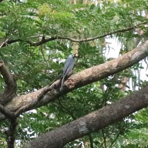 Ashy Drongo, subspecies D. l. leucogenis - Bang Pra Non-hunting Area
